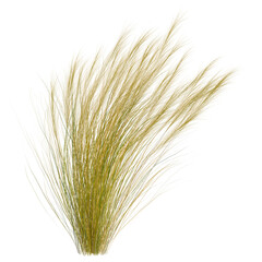 Fototapeta premium Nassella tenuissima tree, elevation, front view, cutout, transparent background, isolate, Golden Ornamental Grass Bunch - Textured Natural Element for Design & Decoration