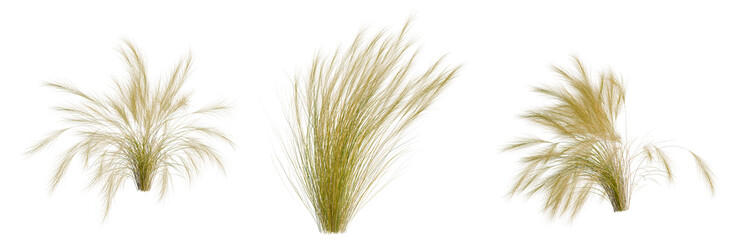 Fototapeta premium Nassella tenuissima tree, elevation, front view, cutout, transparent background, isolate, Three ornamental grass plants isolated on a black background, perfect for landscaping designs.