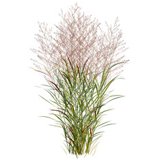 Fototapeta premium Panicum virgatum tree, elevation, front view, cutout, transparent background, isolate, Detailed Realistic Grass Clumps with Autumnal Tones - Ideal for Nature and Landscape Designs