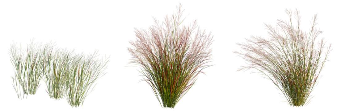 Panicum virgatum tree, elevation, front view, cutout, transparent background, isolate, Three ornamental grasses in different color stages - perfect for landscape design elements