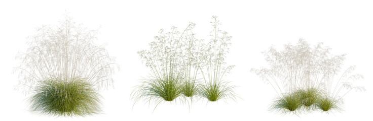 Obraz premium Stipa gigantea tree, elevation, front view, cutout, transparent background, isolate, Three ornamental grass bushes with varying heights and textures, perfect for landscaping design.