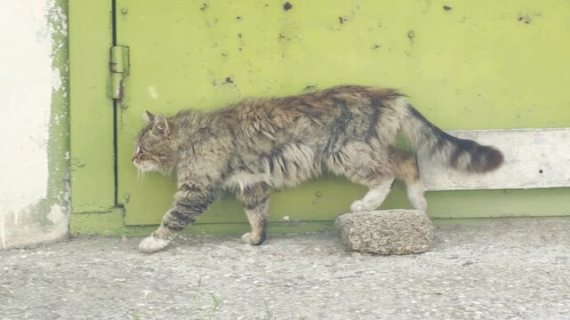 A fluffy tabby cat walks alertly along a gravel path. The independent feline moves past a weathered green wall. It feels determined and cautious.