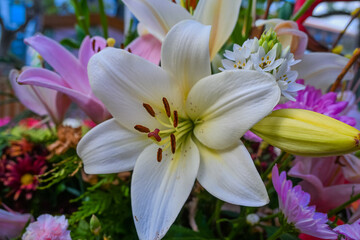Obraz premium Bouquet Of White Lily Flowers With Colorful Floral Arrangement Background