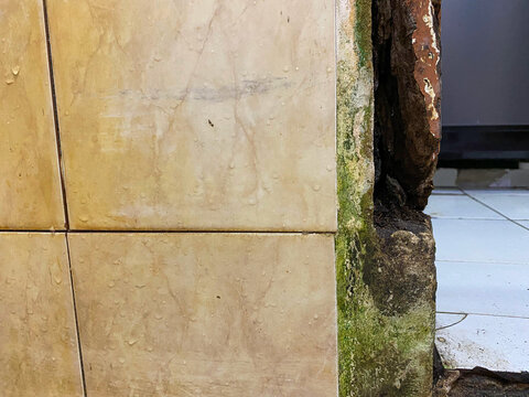 Close up of a rotten wooden door jamb with a deep cavity and green moss next to wet ceramic tiles