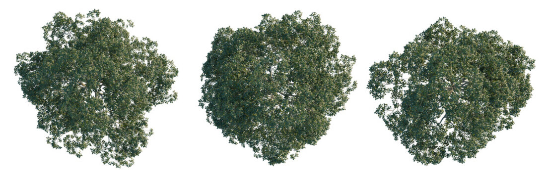 Alns cremastogyne tree plan, top view, cutout, transparent background, isolate, Three Lush Green Trees with Detailed Foliage - Perfect for Landscape Design and Nature Graphics