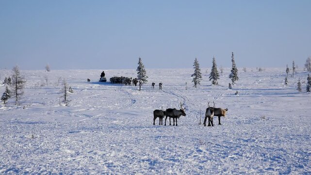 Traditional reindeer herder leading large herd with sleigh across an immense, snow covered tundra landscape on a clear sunny winter day. Showcasing a nomadic lifestyle in siberia. Heat haze effect