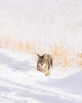 Coyote looking up from a snow bank while hunting a rabbit