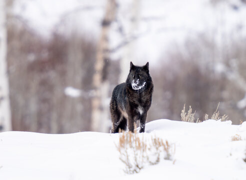 Wolf in Yellowstone National Park with snow on his face