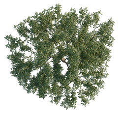Obraz premium Pterocarya stenoptera tree plan, top view, cutout, transparent background, isolate, Detailed aerial view of a lush green acacia tree with visible branches and foliage.