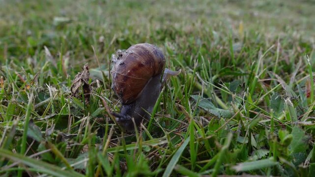Roman snail crawling on green grass and pulling back into its shell as a defensive reflex