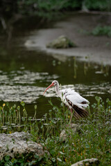 American white Ibis © Tat
