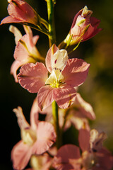 Beautiful pink flowers bloom on a tall green stem during a warm day in a garden in spring © Stason49