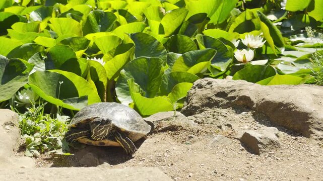 A curious red-eared slider turtle climbs over the green weeds on a sunny pond bank. This cute little reptile basks under the warm sun, filling the scene with peaceful joy.