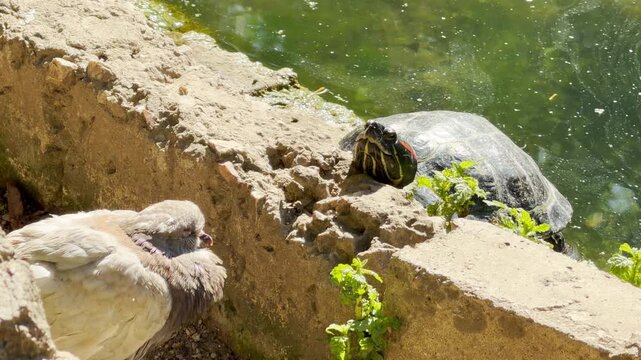 A curious red-eared slider turtle climbs over the green weeds on a sunny pond bank. This cute little reptile basks under the warm sun, filling the scene with peaceful joy.