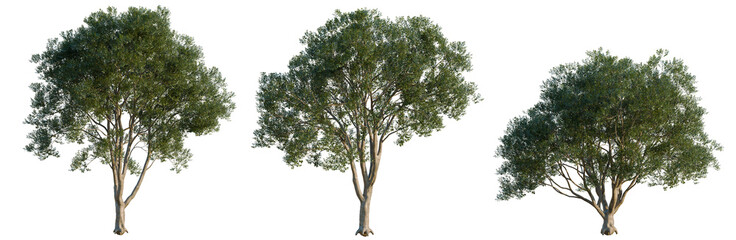Fototapeta premium Ligustrum lucidum tree, elevation, front view, cutout, transparent background, isolate, Three lush green trees with visible root systems on a transparent background for design projects.