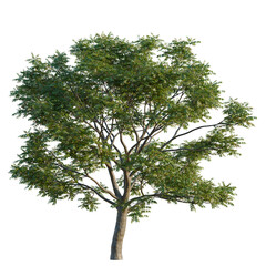 Fototapeta premium Toona sinensis tree, elevation, front view, cutout, transparent background, isolate, Detailed Rendered Tree with Lush Green Foliage on a Transparent Background - Perfect for Visuals