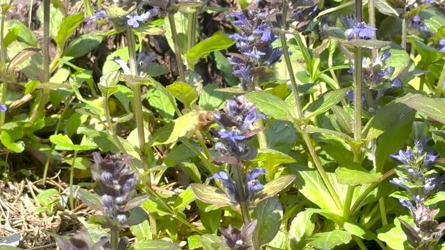 Bee pollinating purple ajuga flowers in spring garden