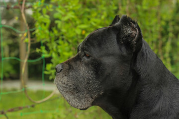 A close-up side profile portrait of a black Cane Corso dog against a green backdrop on a summer day. This powerful, purebred guard dog has detailed facial features © Yurii Sugak