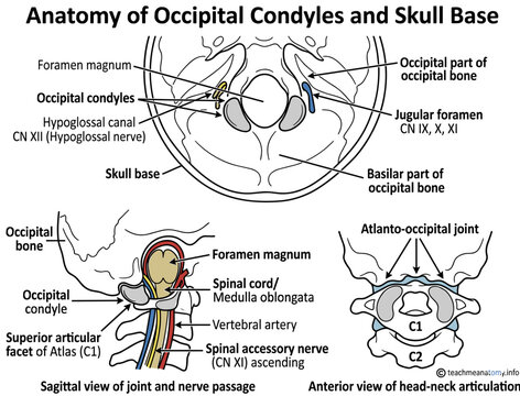 Detailed anatomical illustration of the occipital condyles and skull base structures