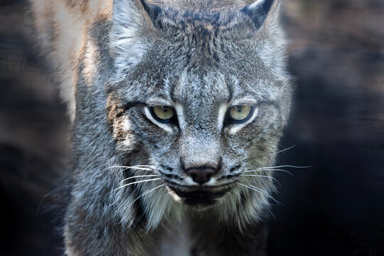 portrait of a canadian lynx