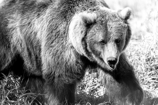 black and white close up grizzly bear
