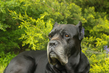A close-up side profile portrait of a black Cane Corso dog against a green backdrop on a summer day. This powerful, purebred guard dog has detailed facial features © Yurii Sugak