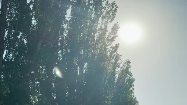 White poplar fluff floats gently through the air. Tiny seeds drift past tall green trees under a bright summer sun. The backlit scene creates a warm, calm, and peaceful atmosphere.