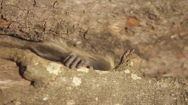 black backed monkey in tamilnadu