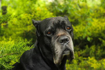 A close-up side profile portrait of a black Cane Corso dog against a green backdrop on a summer day. This powerful, purebred guard dog has detailed facial features © Yurii Sugak