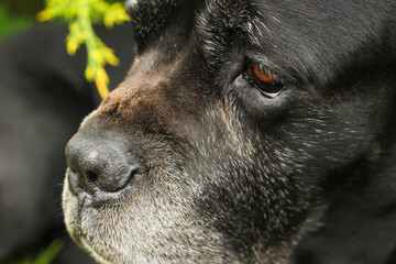 A close-up side profile portrait of a black Cane Corso dog against a green backdrop on a summer day. This powerful, purebred guard dog has detailed facial features © Yurii Sugak