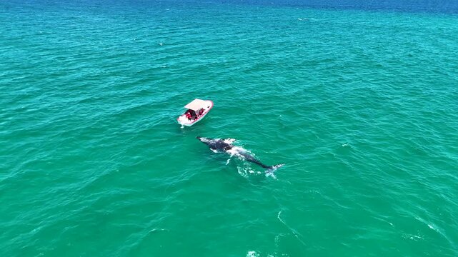 Aerial view of a enormous grey whale interacting and playing closely with tourists in a motorboat in The Aquarium of the World, Cabo Pulmo, BCS, Mexico, Horizontal orbit drone shot