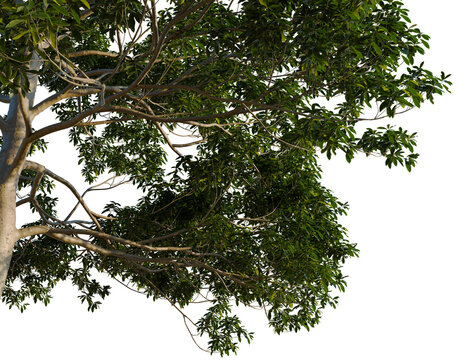 Lindera megaphylla tree, corner view, cutout, isolate, transparent background, Lush Green Tree Branch with Detailed Foliage - Perfect for Landscape Design and Nature Stock Photos