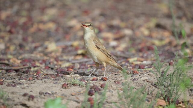 Video of Great Reed Warbler bird stands alert on dusty ground and looking for food. Its beak is open, as if calling or warning. Sparse green weeds dot the earthy terrain.