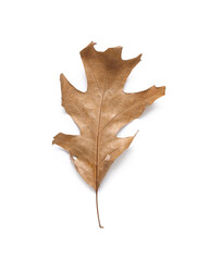 Naklejka premium Dry oak leaf on white background
