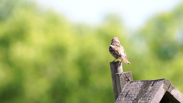 Small bird perches atop wooden birdhouse. Soft green blur frames the scene. It tilts head, watching surroundings. Bird appears curious and alert. Perfect for nature, wildlife, or garden themes