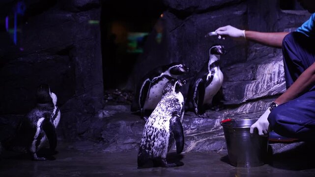 Dark cave holds penguins and a keeper. Keeper feeds penguins with careful, gentle gestures. Penguins stand alert, curious, and expectant. Animals thrive in immersive, dimly lit habitat