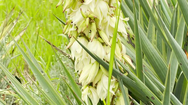 A cluster of creamy white yucca flowers grows upwards in a sunny field. Long spiky green leaves surround the delicate blossoms. A soft grassy meadow fills the background.