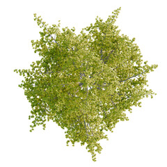 Obraz premium Ginkgo biloba tree plan, top view, cutout, transparent background, isolate, Detailed Tree Canopy with Lush Green Foliage - Perfect for Landscape Design Visualizations