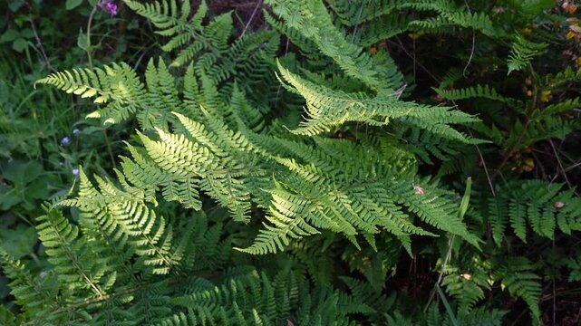 Green fern leaves gently swaying in the wind under bright sunlight in a summer forest