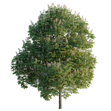 Aesculus hippocastanum tree, elevation, front view, cutout, transparent background, isolate, Blooming Chestnut Tree with Lush Green Foliage on Black Background - Stock Photo