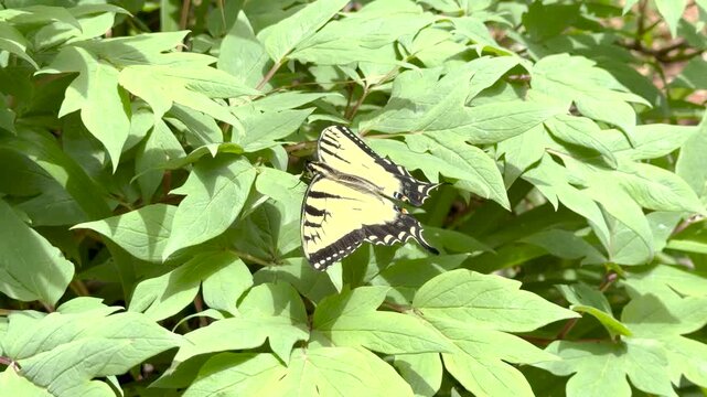 Eastern tiger swallowtail butterfly resting and taking off