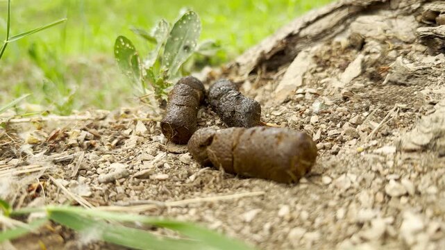 Animal scat rests on the dry dirt next to a leafy green weed. The brown droppings lie near the base of an old tree root. Soft green grass grows in the blurry background.