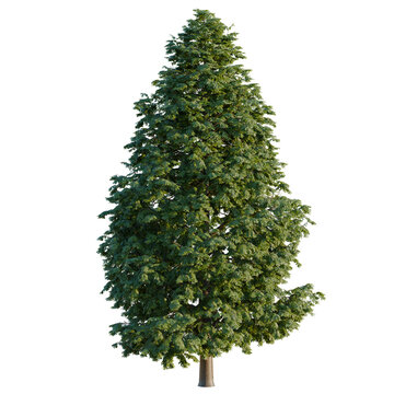 Metasequoia glyptostroboides tree, elevation, front view, cutout, transparent background, isolate, Realistic Cedar Tree with Detailed Foliage on a Black Background &ndash; Perfect for Landscape Design