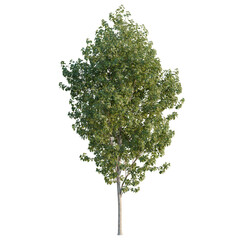 Populus x canadensis tree, elevation, front view, cutout, transparent background, isolate, Detailed Image of a Lush Green Birch Tree with a Clean Black Background - Perfect for Design © DH Tree Stock