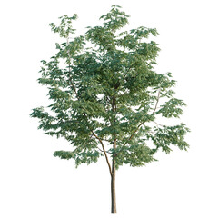Obraz premium Robinia pseudoacacia tree, elevation, front view, cutout, transparent background, isolate, Detailed Tree with Dense Foliage on Black Background - Ideal for Landscape Design and Visuals