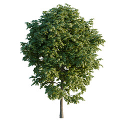 Obraz premium Tilia tree, elevation, front view, cutout, transparent background, isolate, Detailed Birch Tree with Lush Green Foliage – Perfect for Landscape Design and Nature Imagery