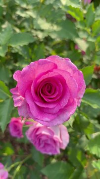 Flip-over shot capturing the center of a vibrant purple-pink rose