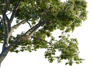 Fototapeta premium Aesculus hippocastanum tree, corner view, cutout, isolate, transparent background, Detailed Chestnut Tree Branch with Lush Green Leaves and Delicate White Flowers - Stock Image
