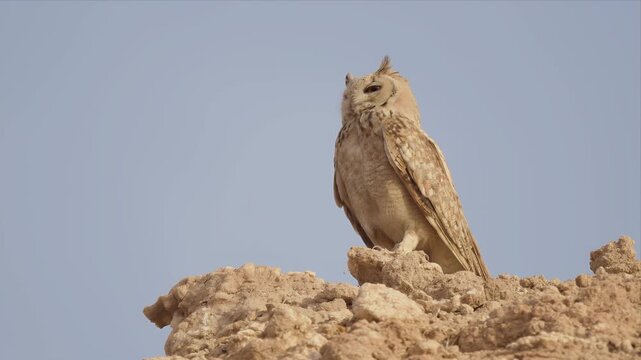 Desert eagle owl perches atop rugged stone and looking around. Its feathers blend with earthy tones. Eyes gaze forward with calm alertness. Sky behind is clear and pale blue. 