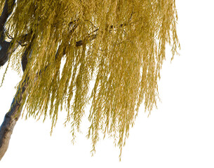Salix babylonica tree, corner view, cutout, isolate, transparent background, Golden Weeping Willow Tree Branch with Detailed Foliage on Black Background - Stock Photo © DH Tree Stock